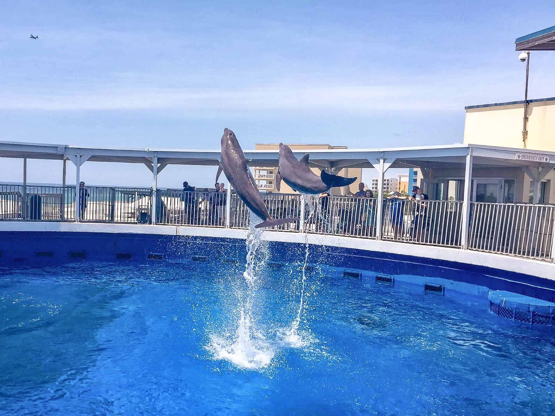 Gulfarium Marine Adventure Park Fort Walton Beach • Mom's Planit Vacation Blog